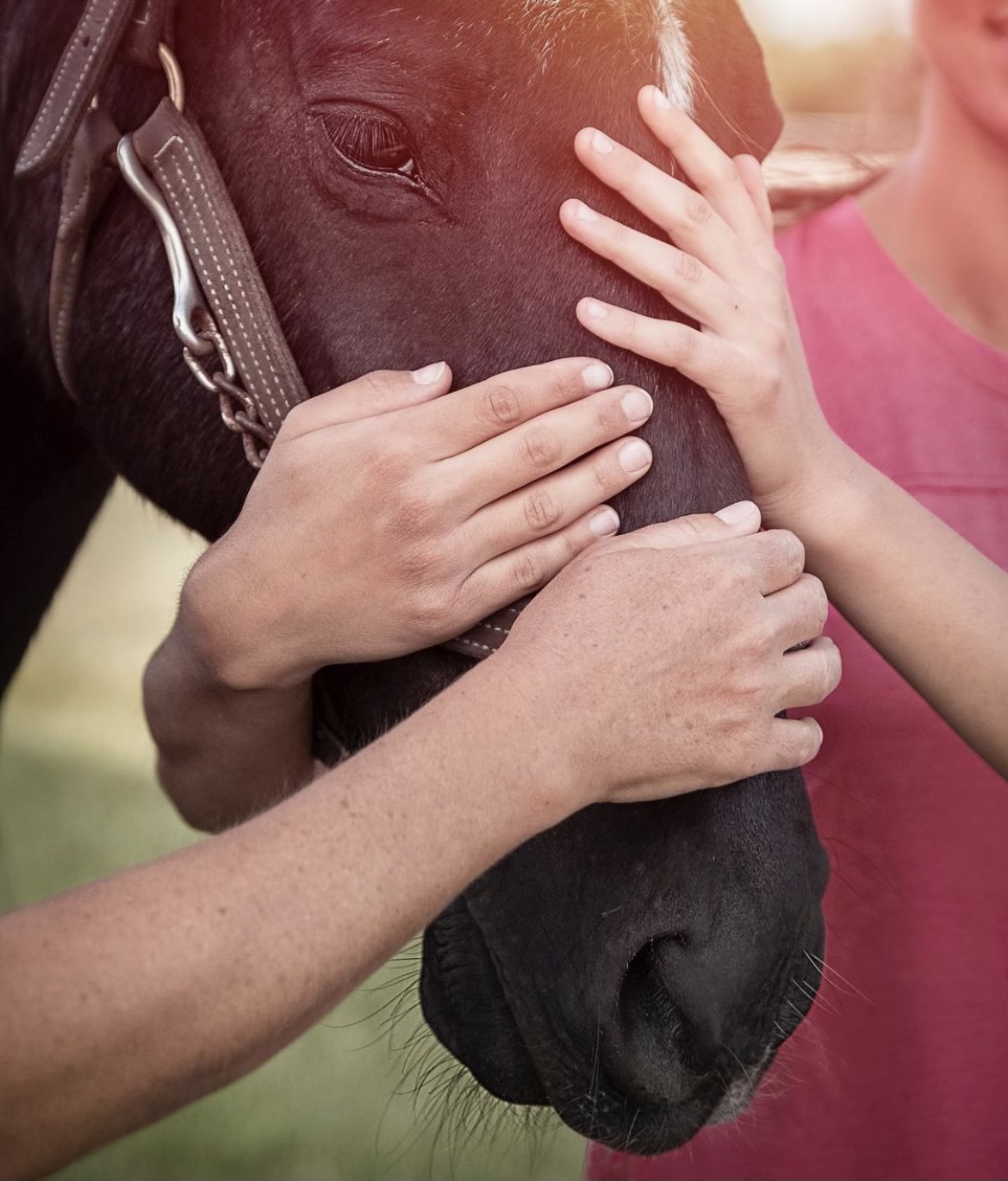 Mission Statement - Hands on Horse